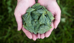 Proč jsem přestala fandit 100% květovým hydrolátům?